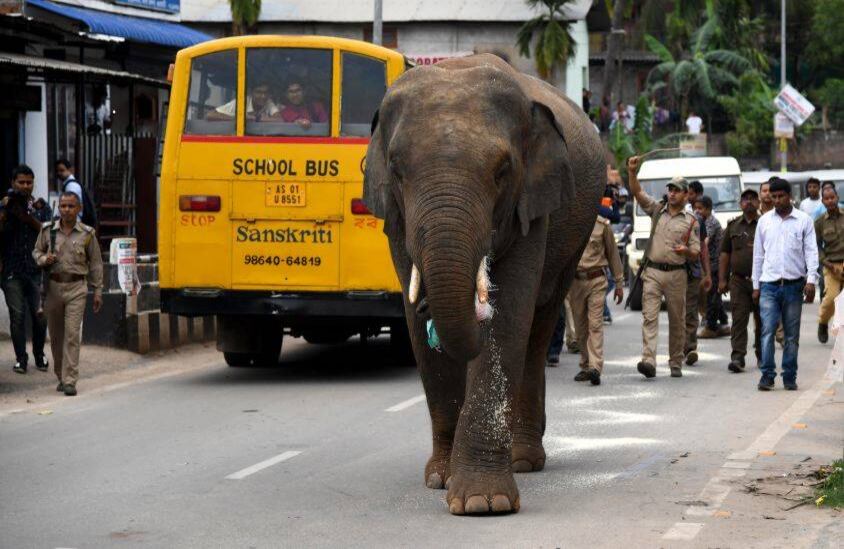 30 de abril - Funcionarios de la selva y personal policial de la India intentan ahuyentar a un elefante del área de Hengrabari en Guwahati, India. FOTO: Biju BORO / AFP