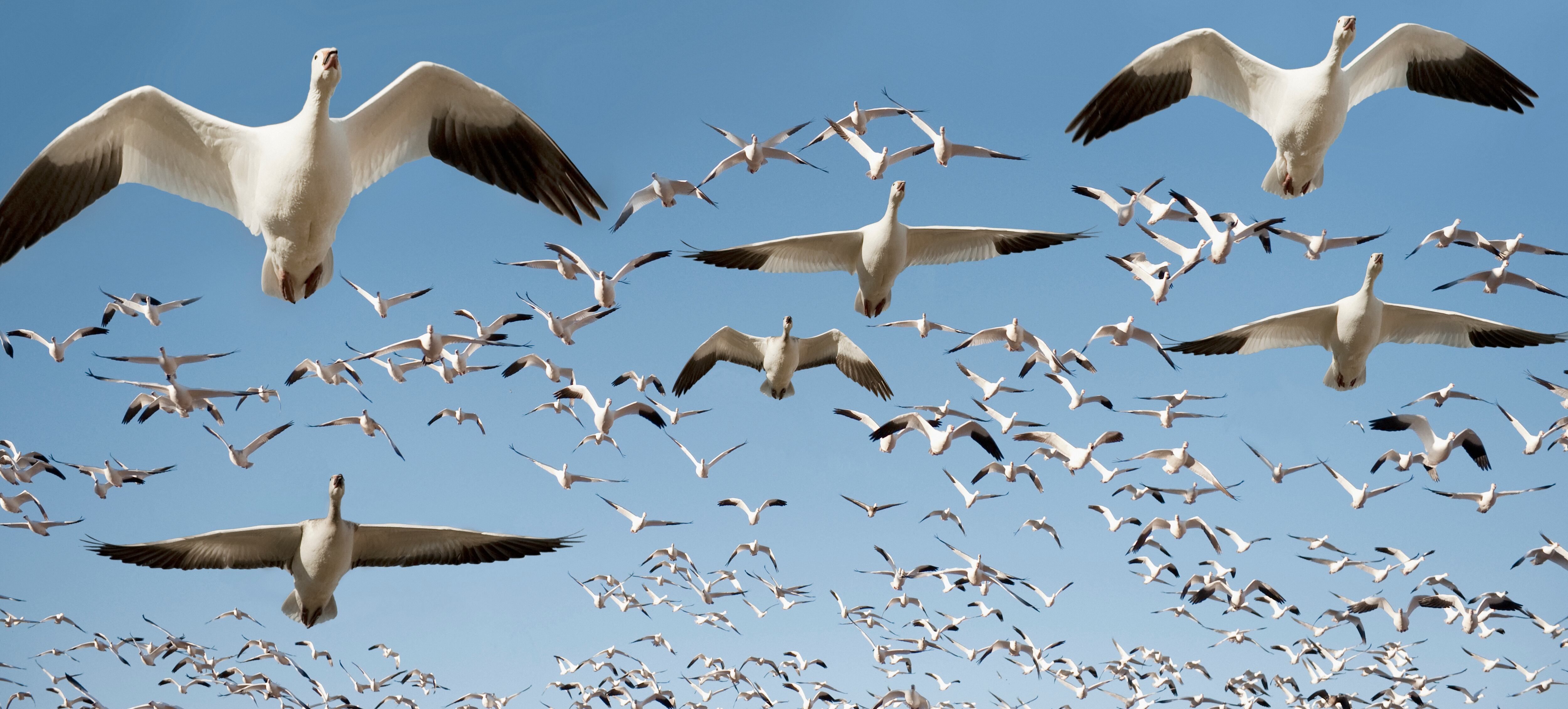 Foto referencia sobre aves.
