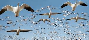 Foto referencia sobre aves.