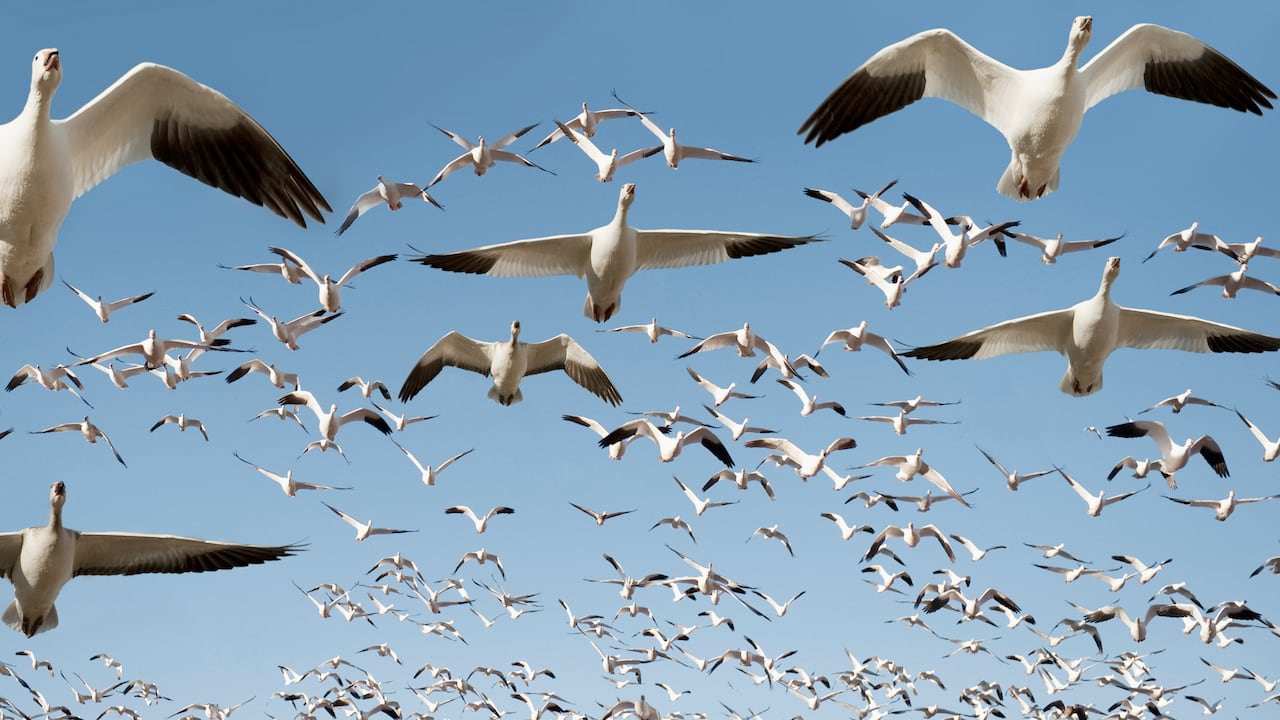 Foto referencia sobre aves.