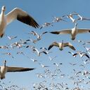 Foto referencia sobre aves.