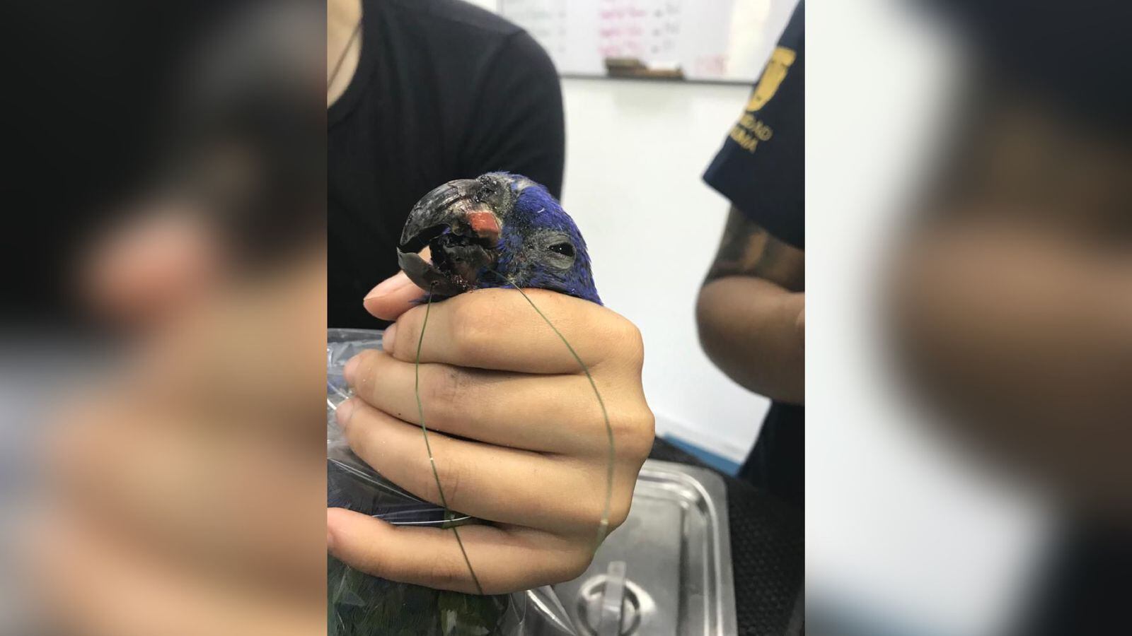 El loro se está recuperando satisfactoriamente.