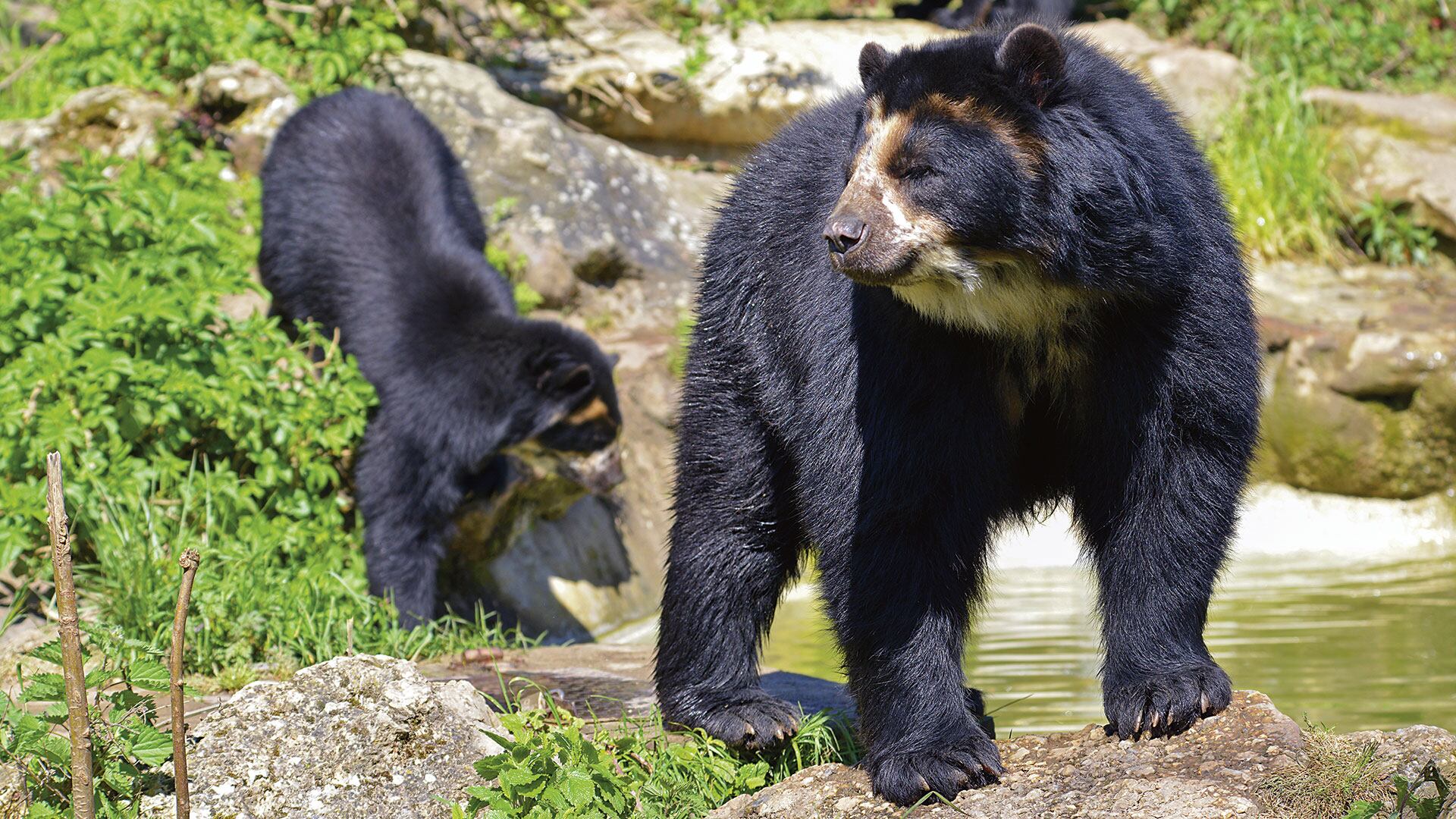 Latinoamérica alberga cerca del 60 por ciento de la biodiversidad del planeta.