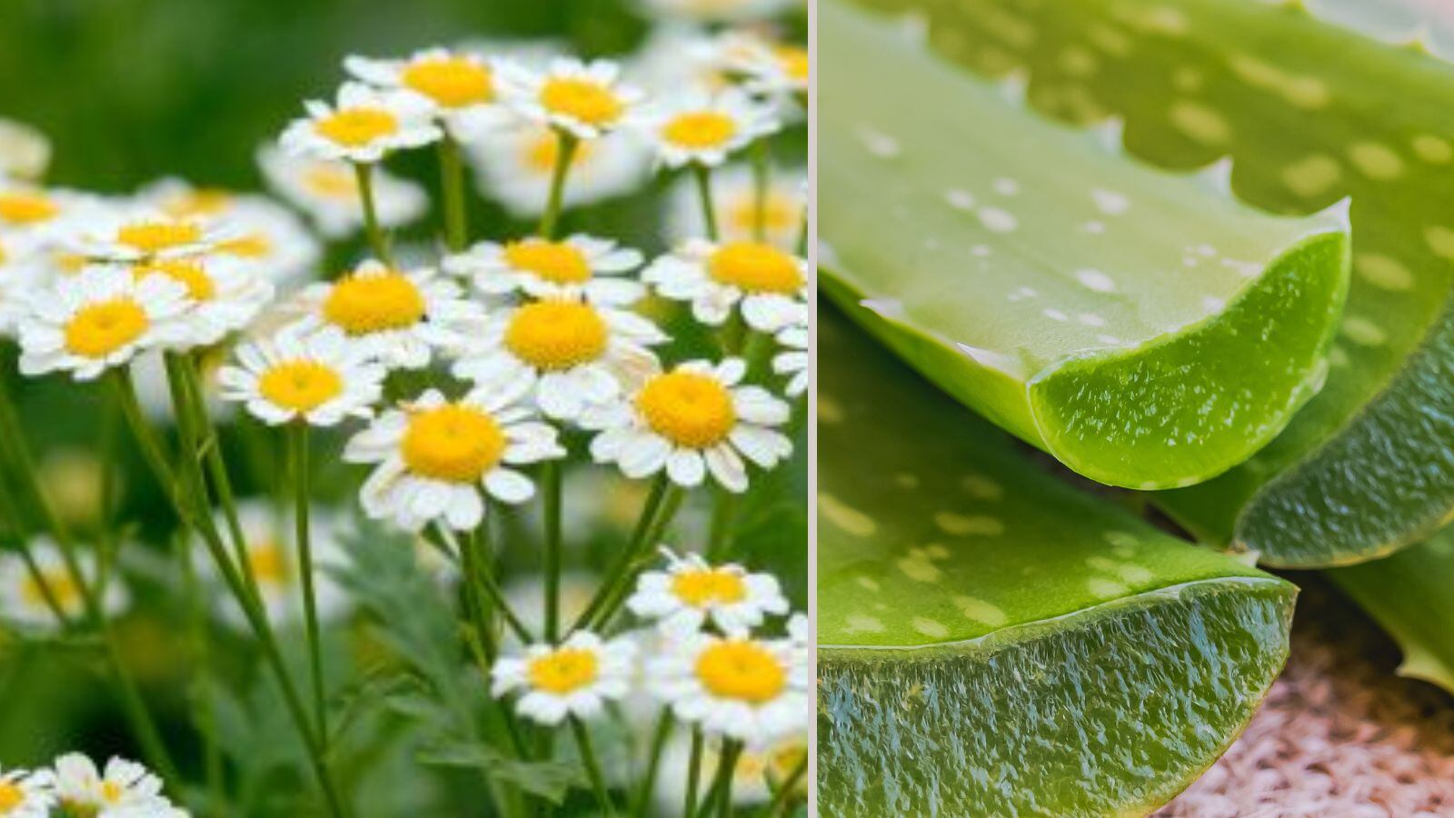 Crema de manzanilla y sábila para la piel
Foto: El País/ Getty