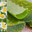 Crema de manzanilla y sábila para la piel
Foto: El País/ Getty