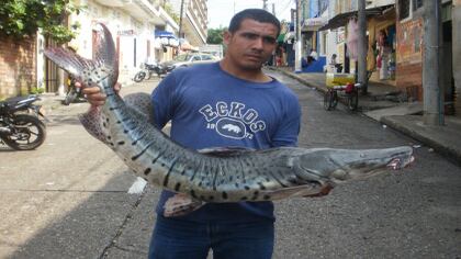 El bagre rayado llega a medir hasta un metro. Una de sus características más notables es que no tiene escamas.