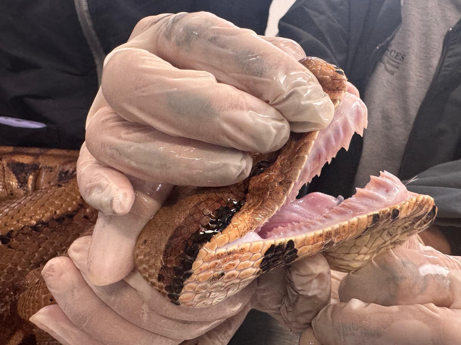 La mordida de la boa, como la hallada en la Loma de los Bernal, en Medellín, según expertos, no representa peligro médico para los humanos.