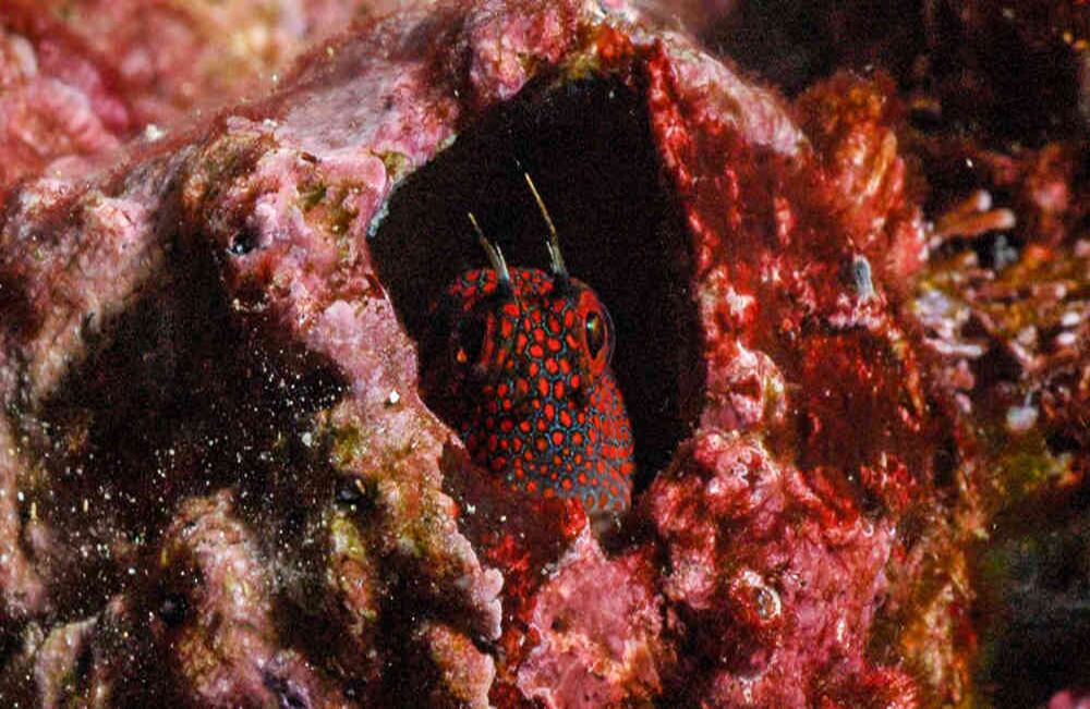 Cortesía Minciencias, Malpelo Acanthemblemaria.