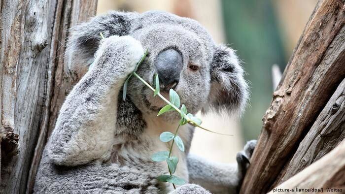 Este país ha perdido alrededor del 30 % de sus koalas en los últimos tres años. Foto: Koala DW.