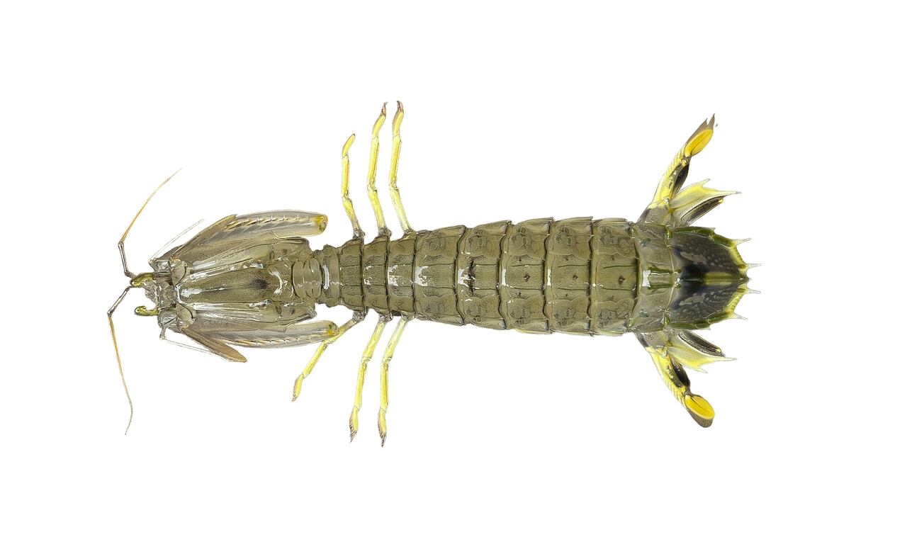 El camarón mantis es uno de los animales que más se consumen en la cocina china