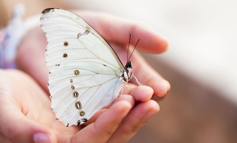Mariposa blanca