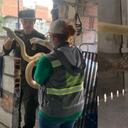 Serpiente y babilla en cautiverio dentro de una vivienda de Medellín.