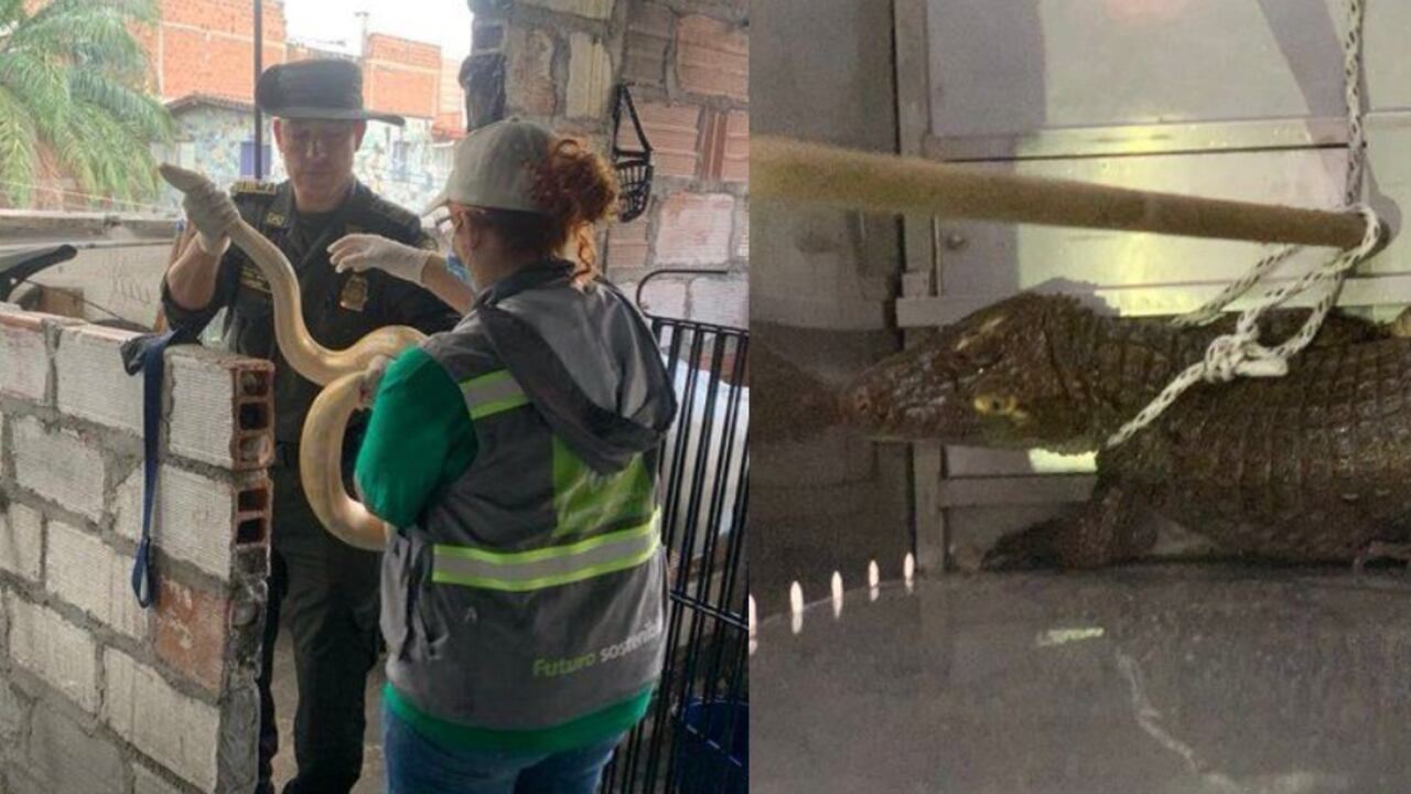 Serpiente y babilla en cautiverio dentro de una vivienda de Medellín.