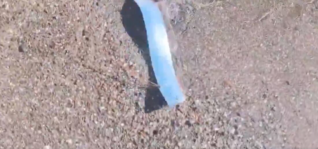 Esta creencia proviene del hecho de que el pez remo habita en aguas profundas y rara vez se deja ver en la superficie, por lo que su aparición podría estar vinculada a cambios en la actividad sísmica submarina.