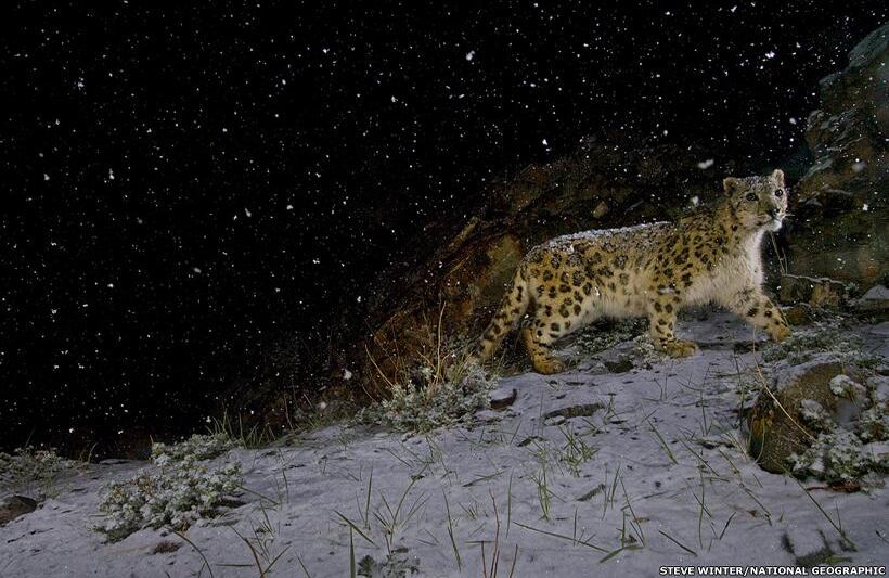 Una cámara controlada a la distancia fue usada por Steve Winter, quien comenzó a trabajar para National Geographic en 1991, para fotografiar un leopardo de las nieves en el Parque Nacional Hemis, en Jammu y Cachemira, India. (Foto original de NatGeo / Tomada de BBC Mundo).