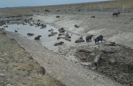 Los chigüiros son la especie más afectada con esta sequía, además del ganado, los peces, los zorros, entre otros (Wilson Durán / laschivasdelllano.com).