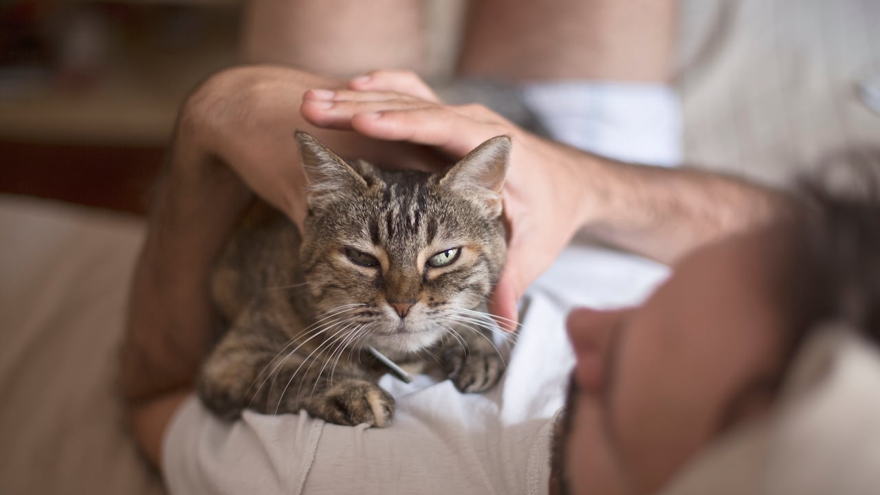 Hay aspectos que le brindan felicidad a los gatos y es probable que sus dueños no lo sepan.