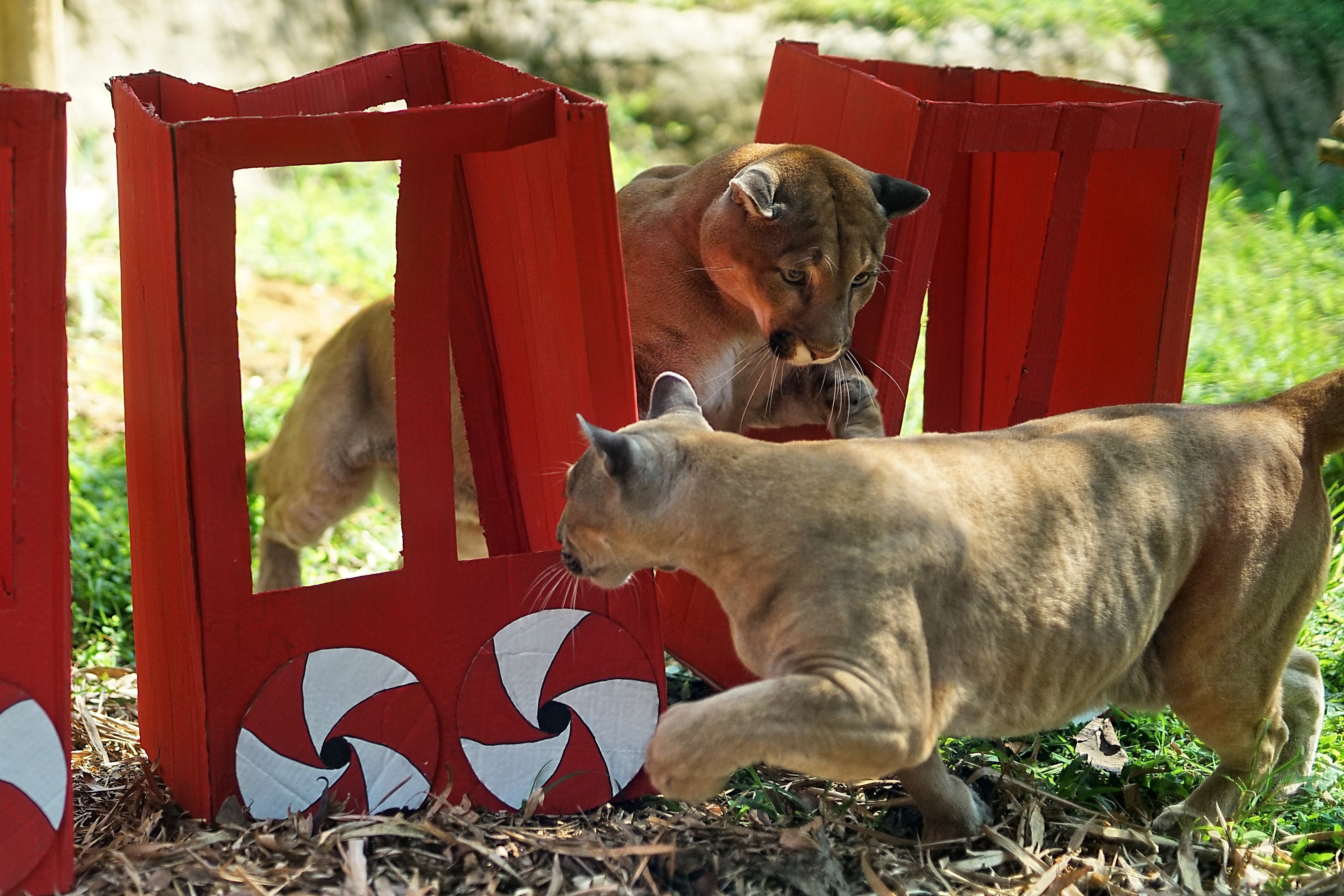 Como todos los años, los cuidadores del Zoológico de Cali sorprendieron a los animales residentes con suculentos regalos ocultos en cajas de regalo, para celebrar la Navidad, con sus comidas  favoritas. Foto Jorge Orozco / El País.
