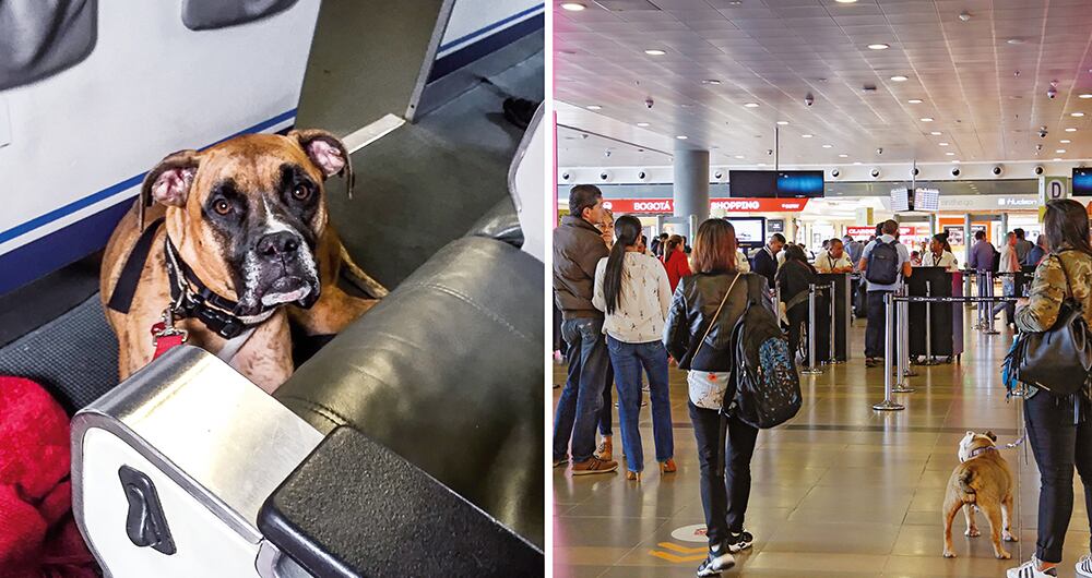 El aumento de perros viajando en cabina evidencia que algo extraño está ocurriendo. Hay vuelos en los que viajan casi más mascotas que personas. Se  detectó una red que entrega certificados falsos para el transporte de animales.  