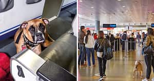 El aumento de perros viajando en cabina evidencia que algo extraño está ocurriendo. Hay vuelos en los que viajan casi más mascotas que personas. Se detectó una red que entrega certificados falsos para el transporte de animales.