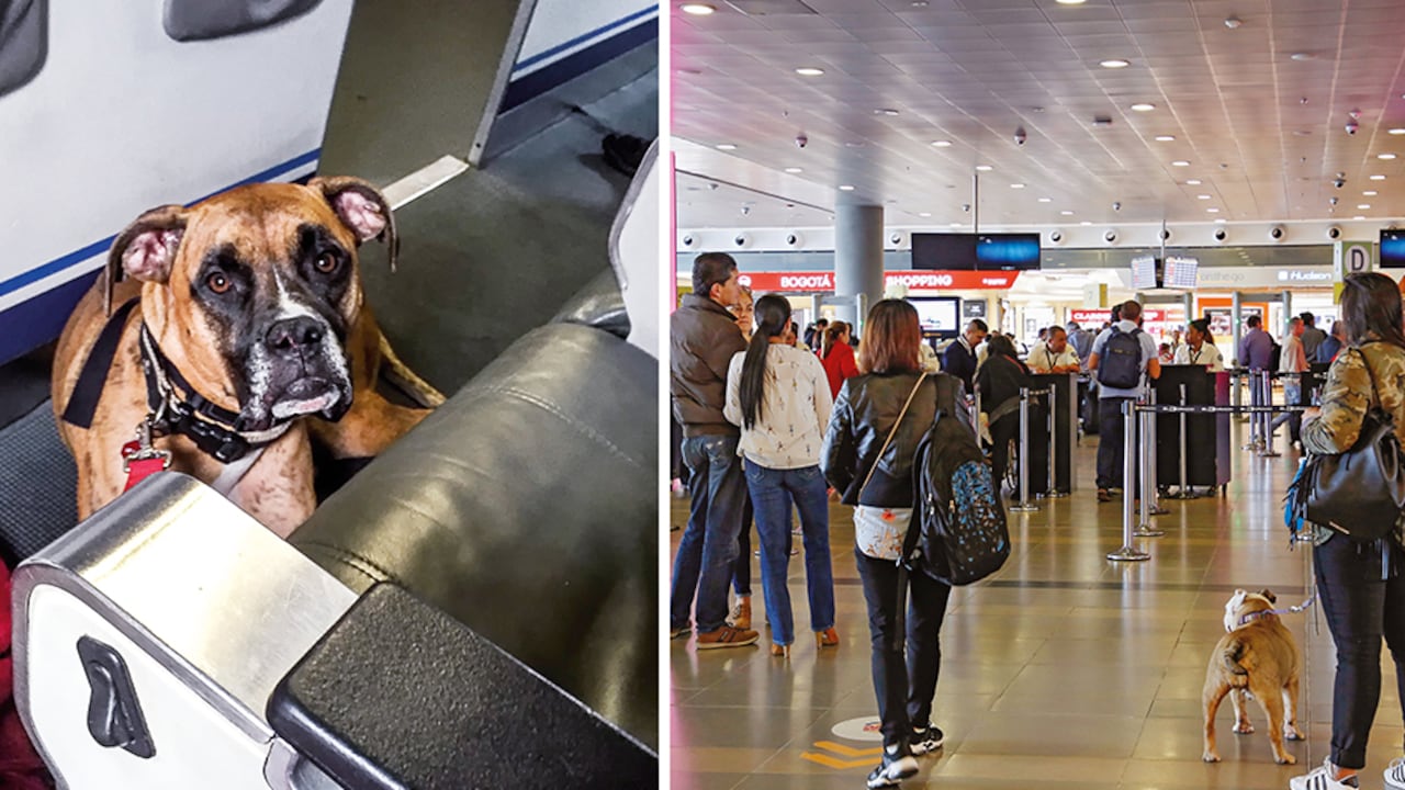 El aumento de perros viajando en cabina evidencia que algo extraño está ocurriendo. Hay vuelos en los que viajan casi más mascotas que personas. Se detectó una red que entrega certificados falsos para el transporte de animales.