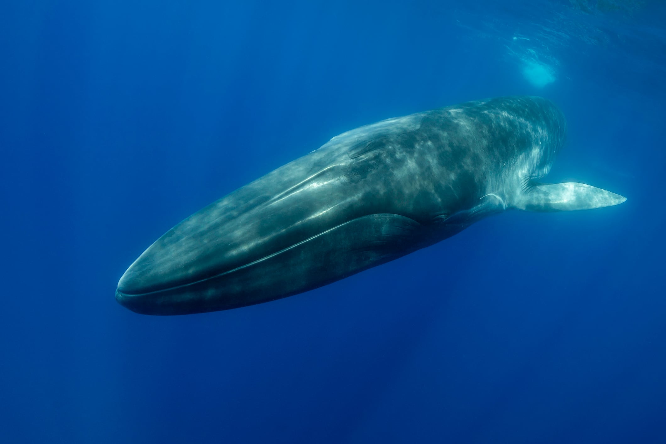 Vista cercana de un rorcual común (*Balaenoptera physalus*) nadando hacia la cámara; océano Atlántico, isla de Pico, Azores