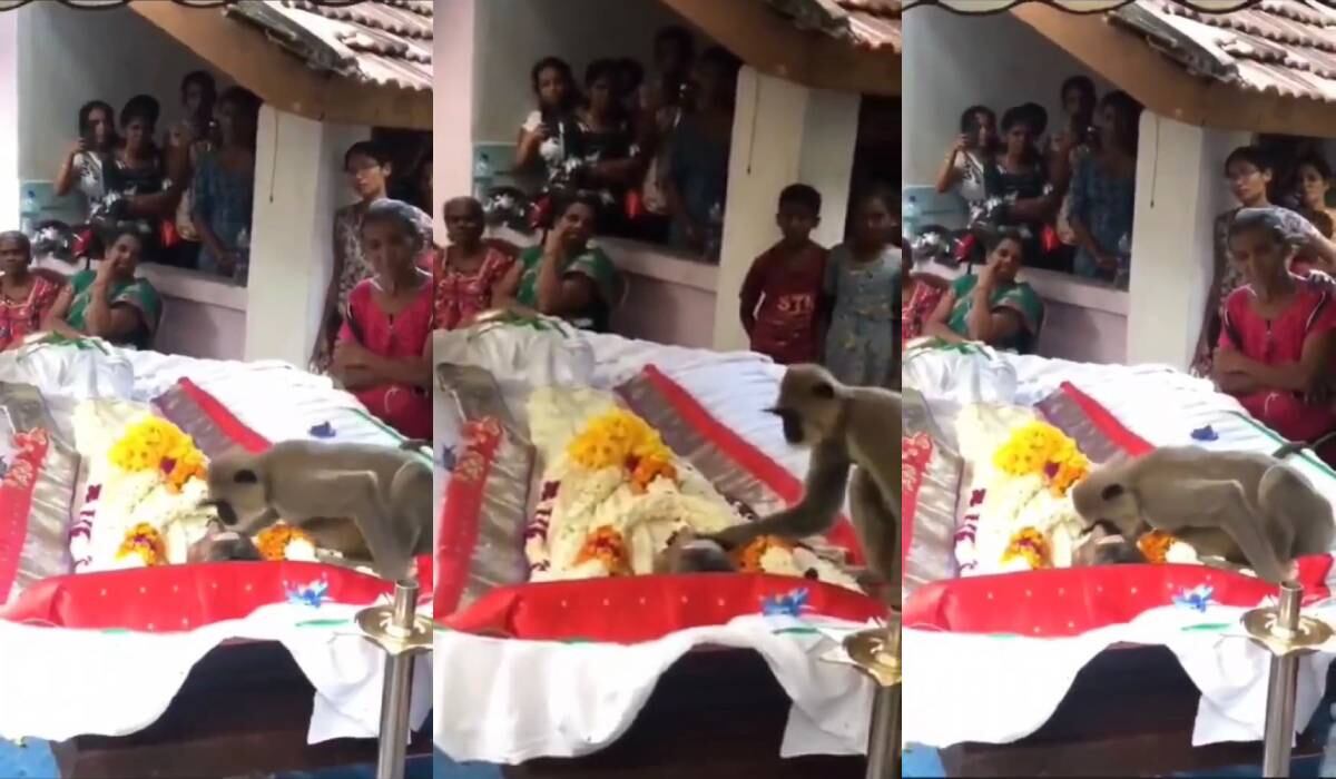 En Sri Lanka un chimpancé se acerca a un humano que le alimentaba diariamente y le da un beso y le acaricia como despedida.