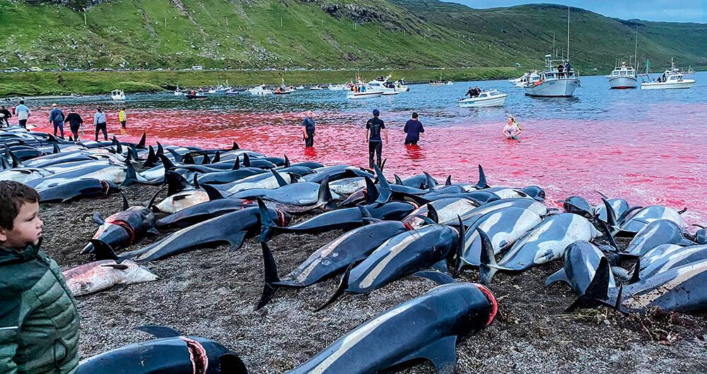 1400 delfines fueron asesinados en Islas Feroe. Foto: AP