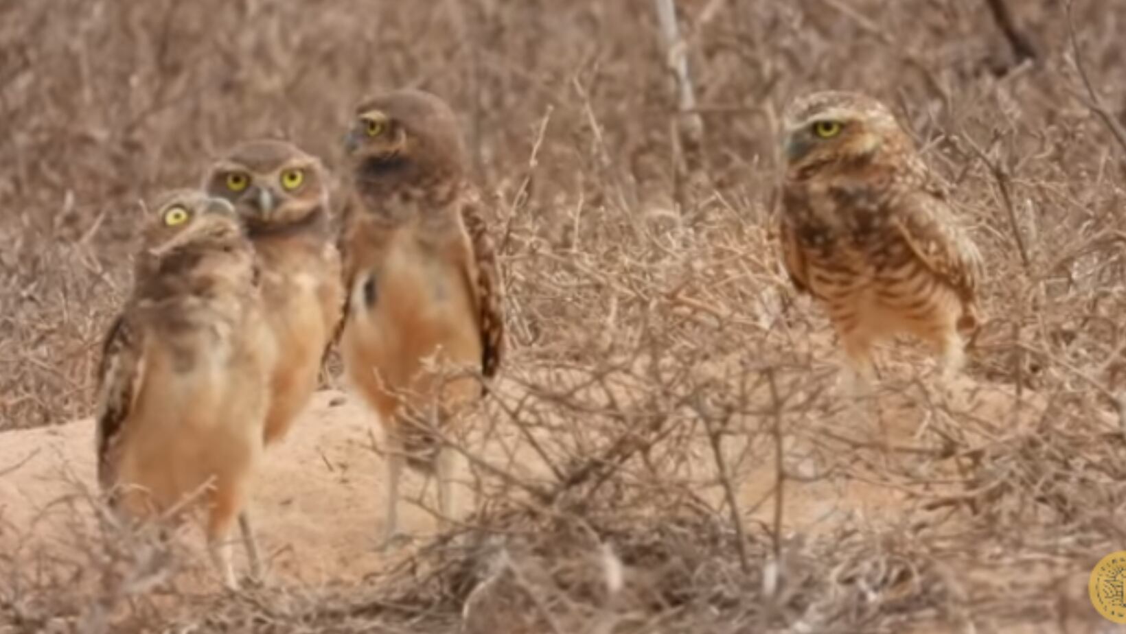 Observe las aves más exóticas de los llanos en su hábitat natural