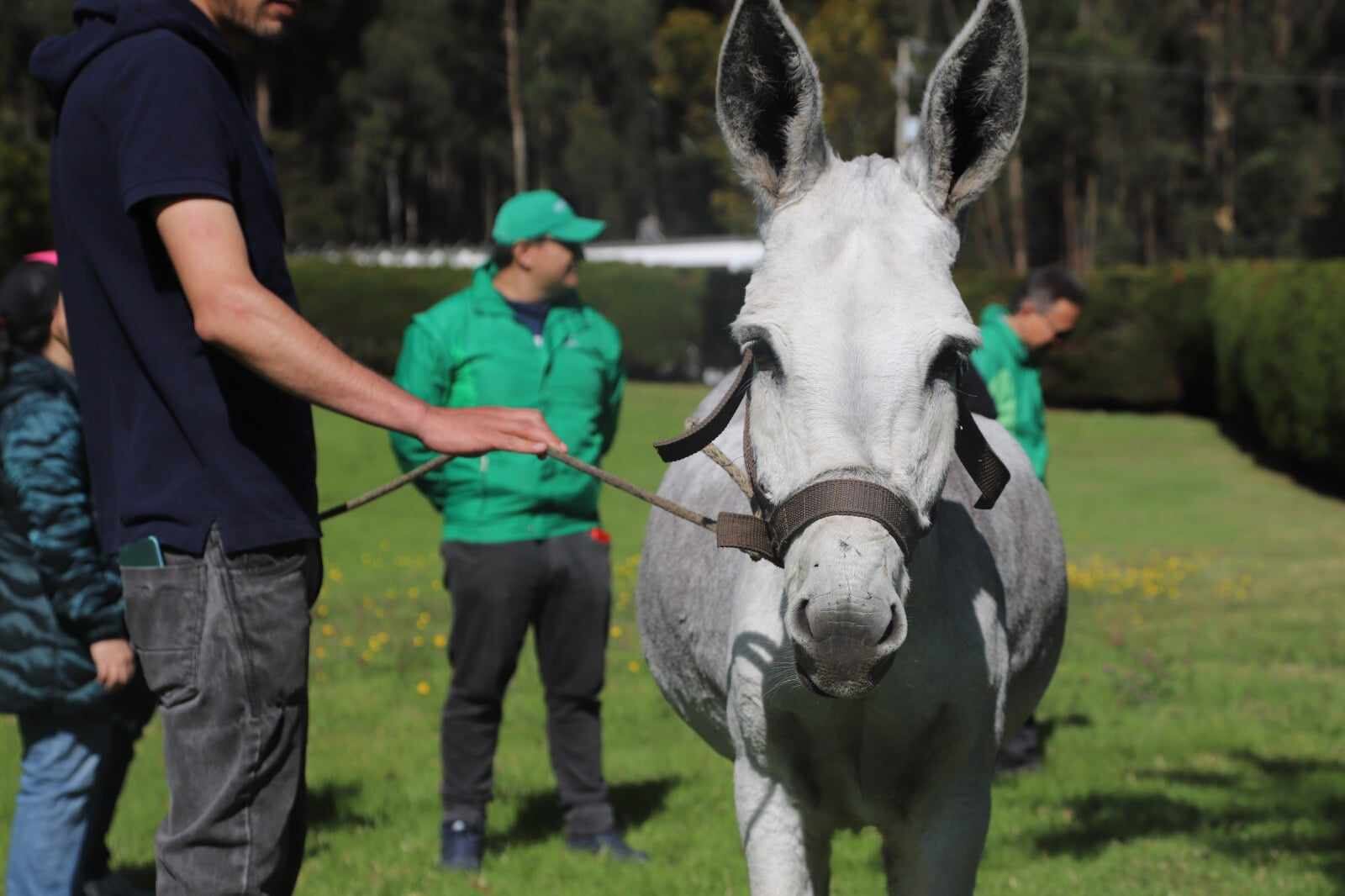 Kaliope fue rescatada en marzo de este año por el Instituto Distrital de Protección Animal