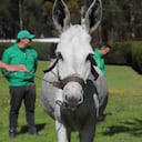 Kaliope fue rescatada en marzo de este año por el Instituto Distrital de Protección Animal