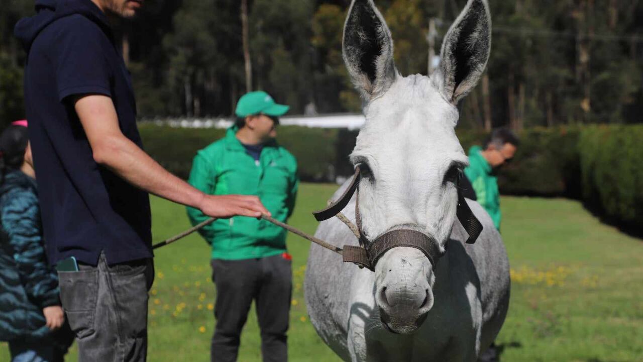 Kaliope fue rescatada en marzo de este año por el Instituto Distrital de Protección Animal.