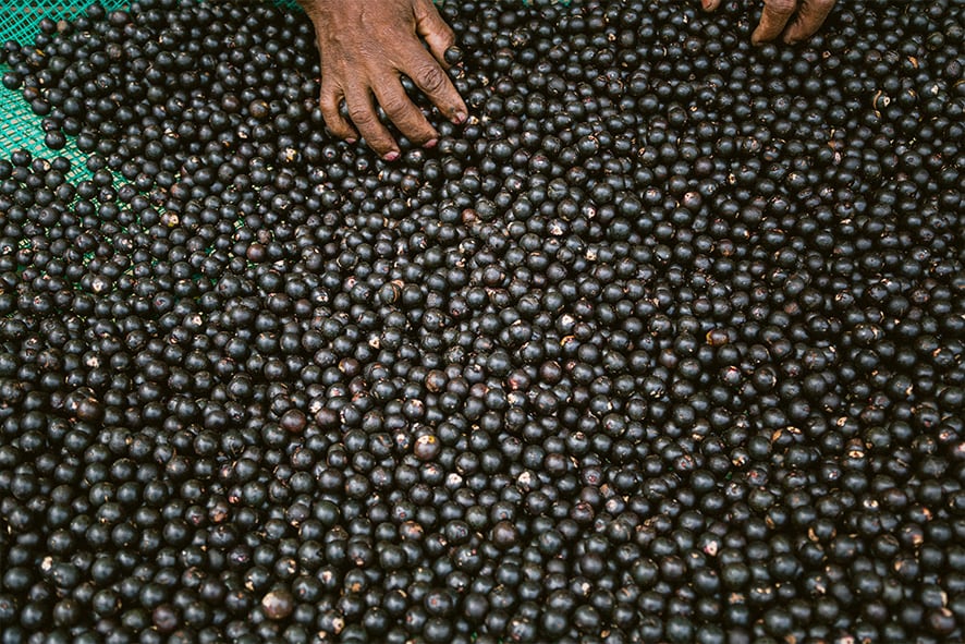 El açai o asaí es un fruto morado, que tiene el tamaño de una ciruela y un sabor terroso. Es mundialmente conocido por ser un gran antioxidante.