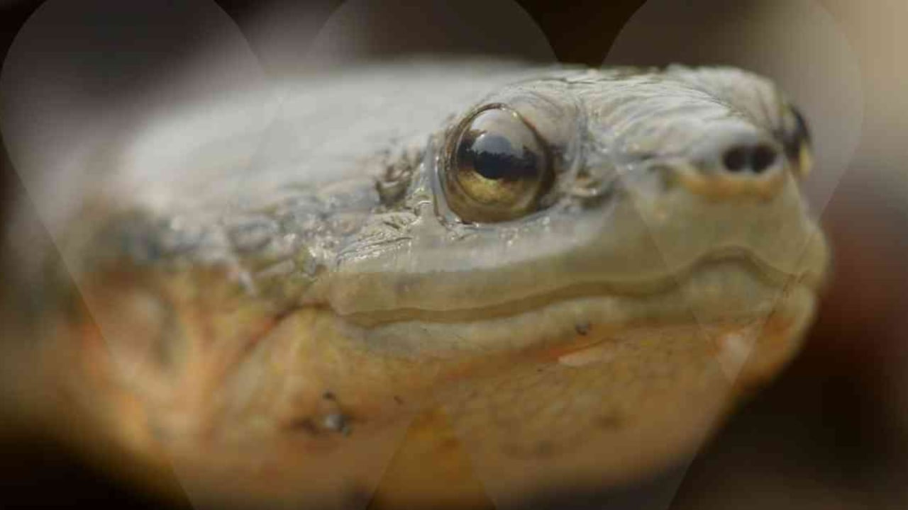 La tortuga carranchina es una especie en peligro debido a la deforestación del bosque seco en la región Caribe. Foto: Mauricio "El Pato" Salcedo (WCS).