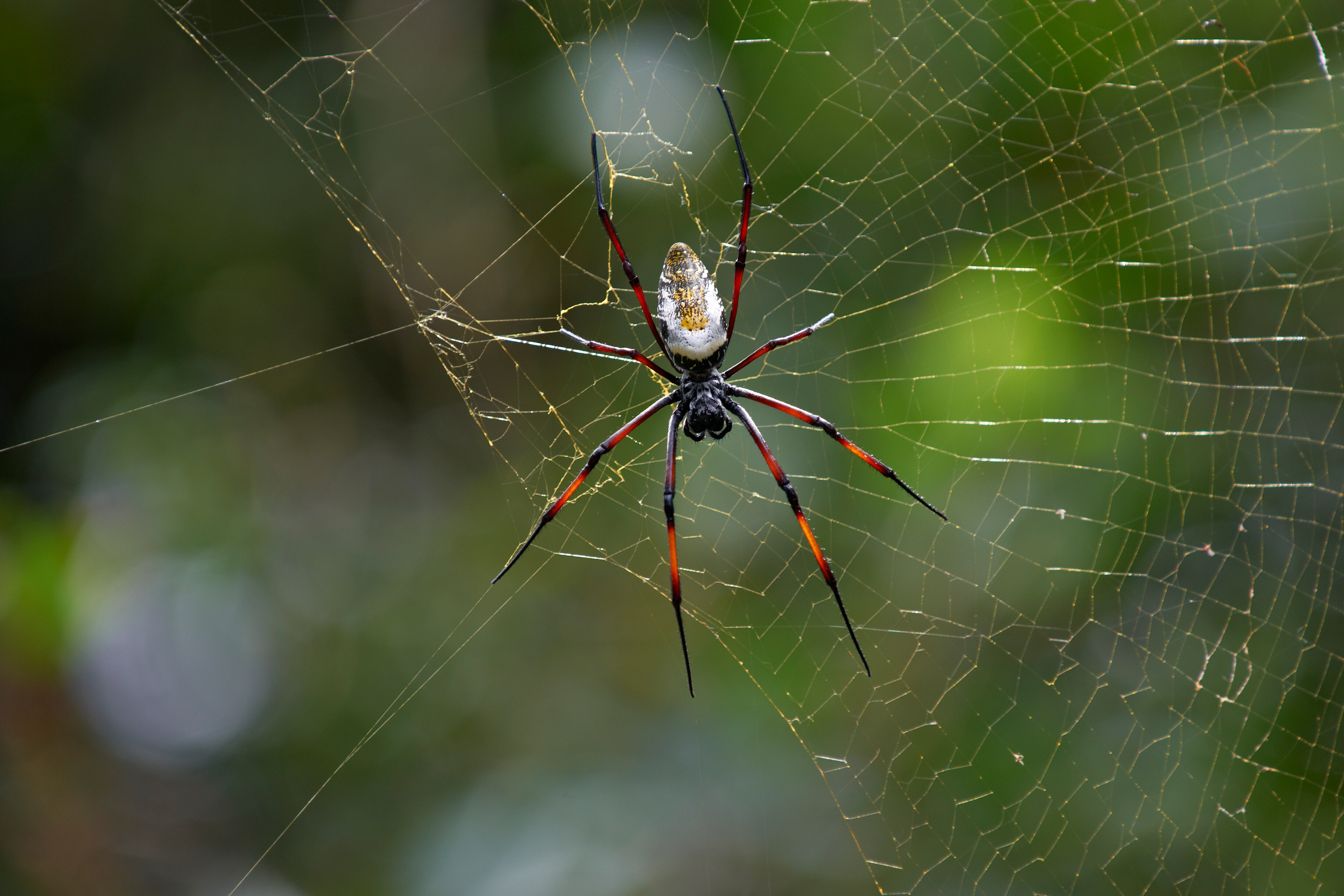 Araña en el bosque