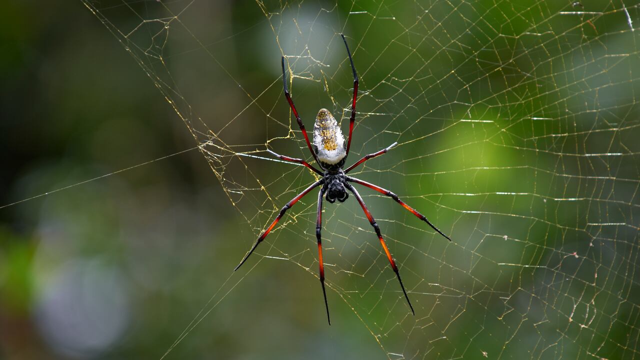 Vinagre y otros trucos caseros para ahuyentar las arañas de una casa.