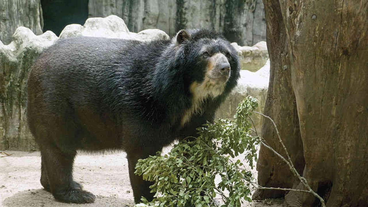 Esta semana la corte votará la polémica ponencia de la magistrada Diana Fajardo, que apunta a reconocer derechos a los animales. El oso Chucho sería el primero en Colombia.