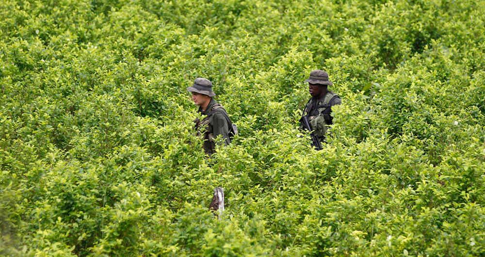 La medición de cultivos ilícitos en Colombia no irá más.