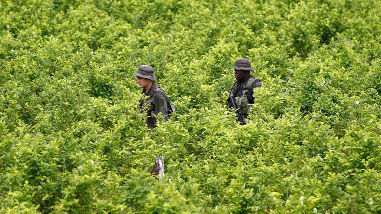 Cultivos ilícitos en Colombia