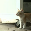 Los gatos hacen parte del menú en Vietnam