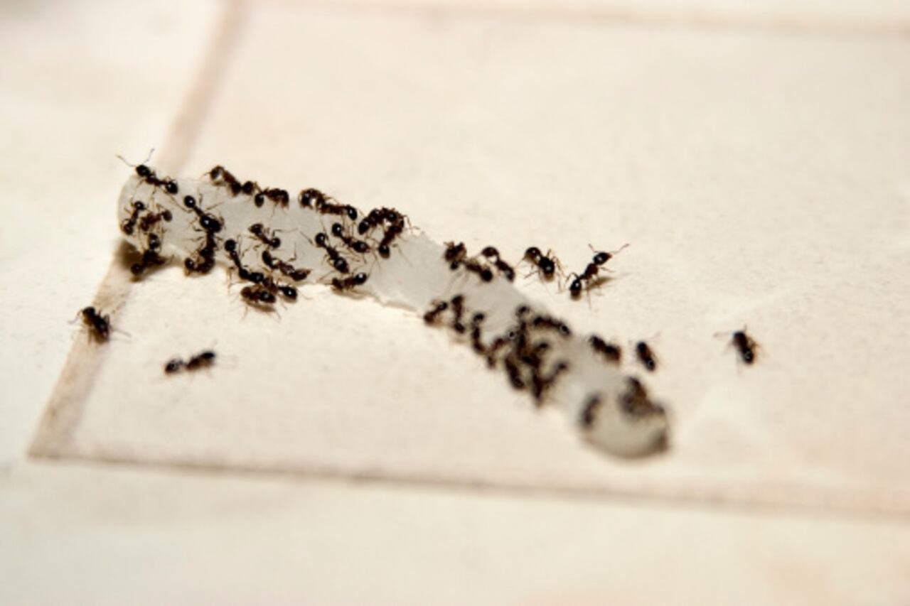 Hormigas en la cocina.
