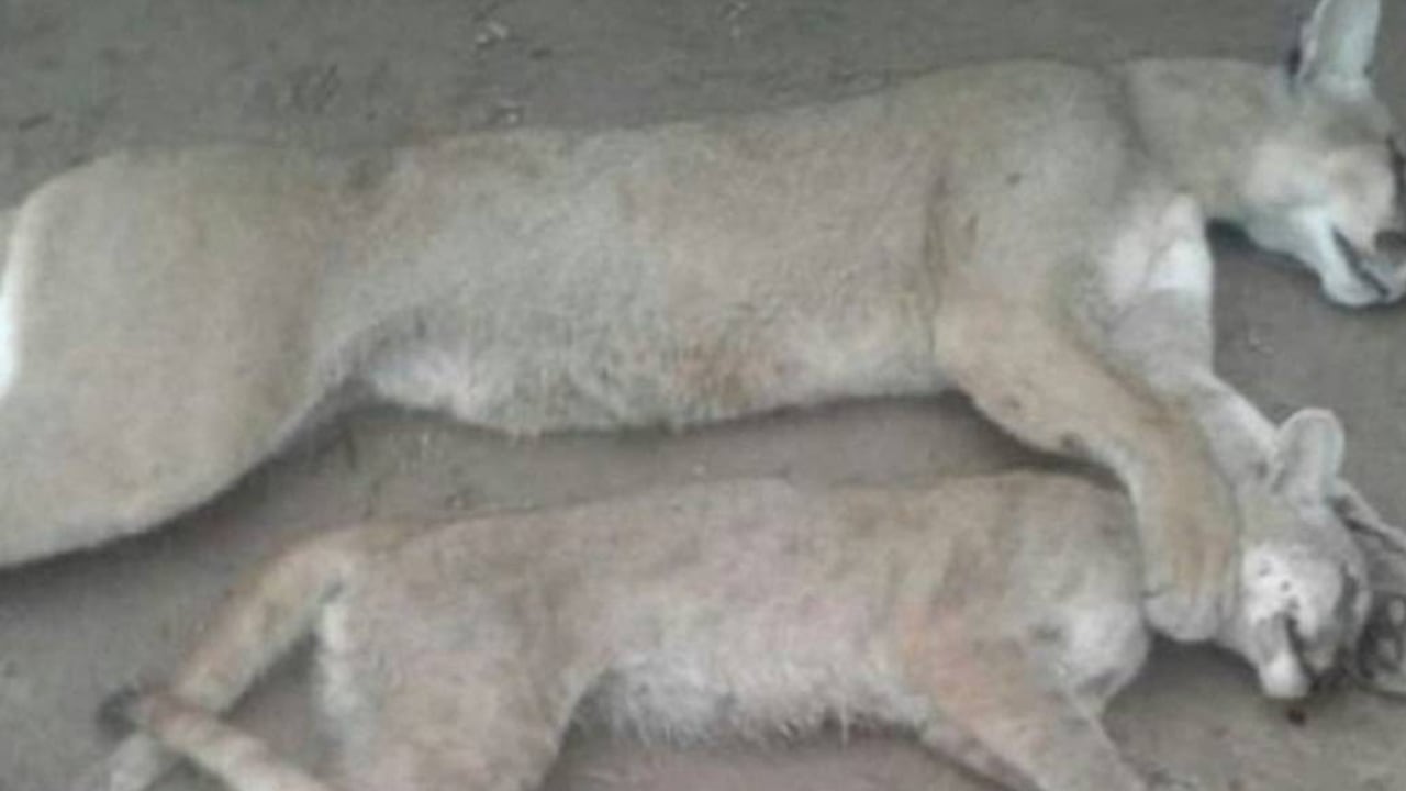 Los pumas son una especie altamente amenazada por la caza. Foto: Periódico Sur Santiagueño.