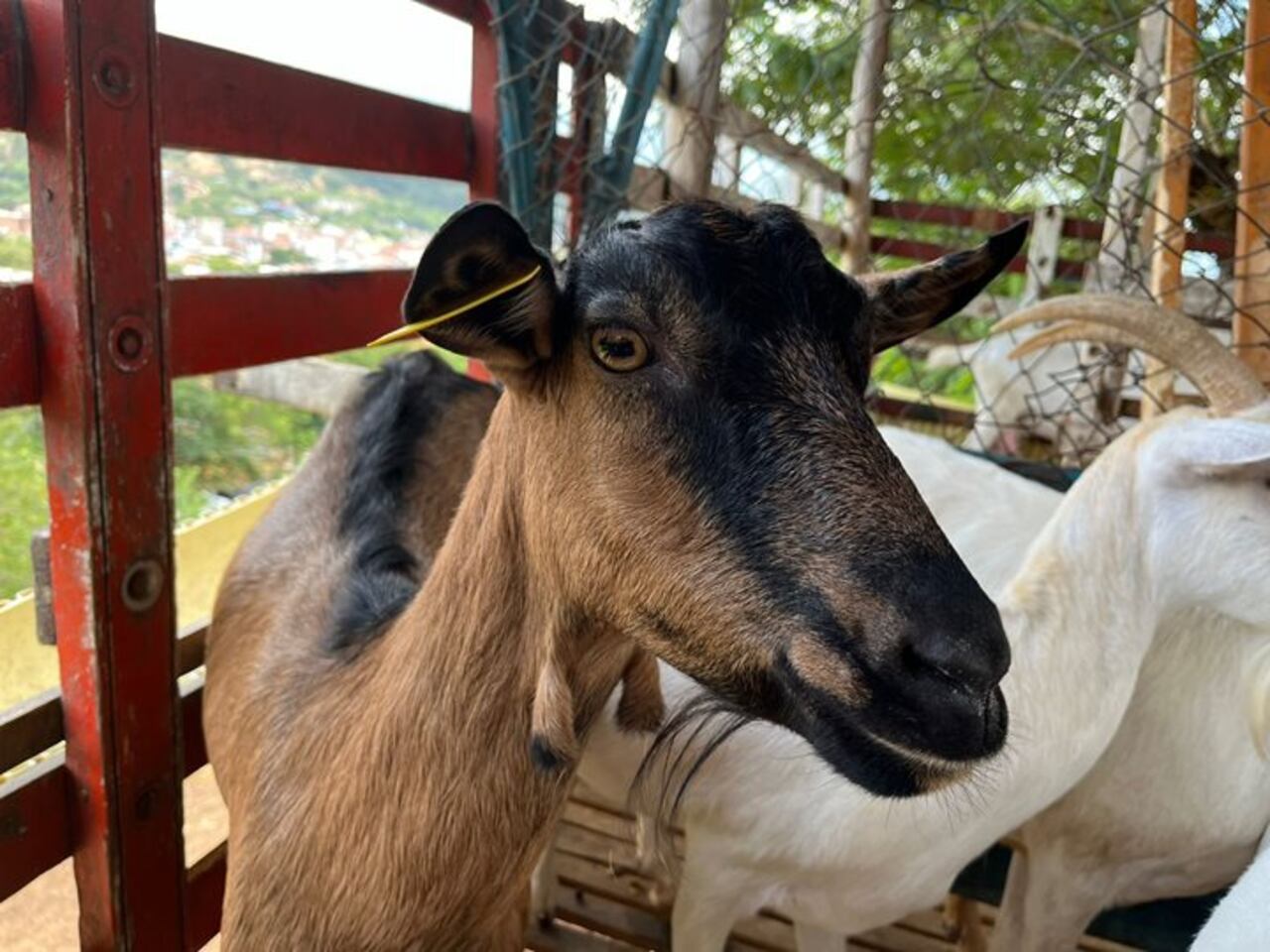 La enfermedad también le puede dar a los humanos.