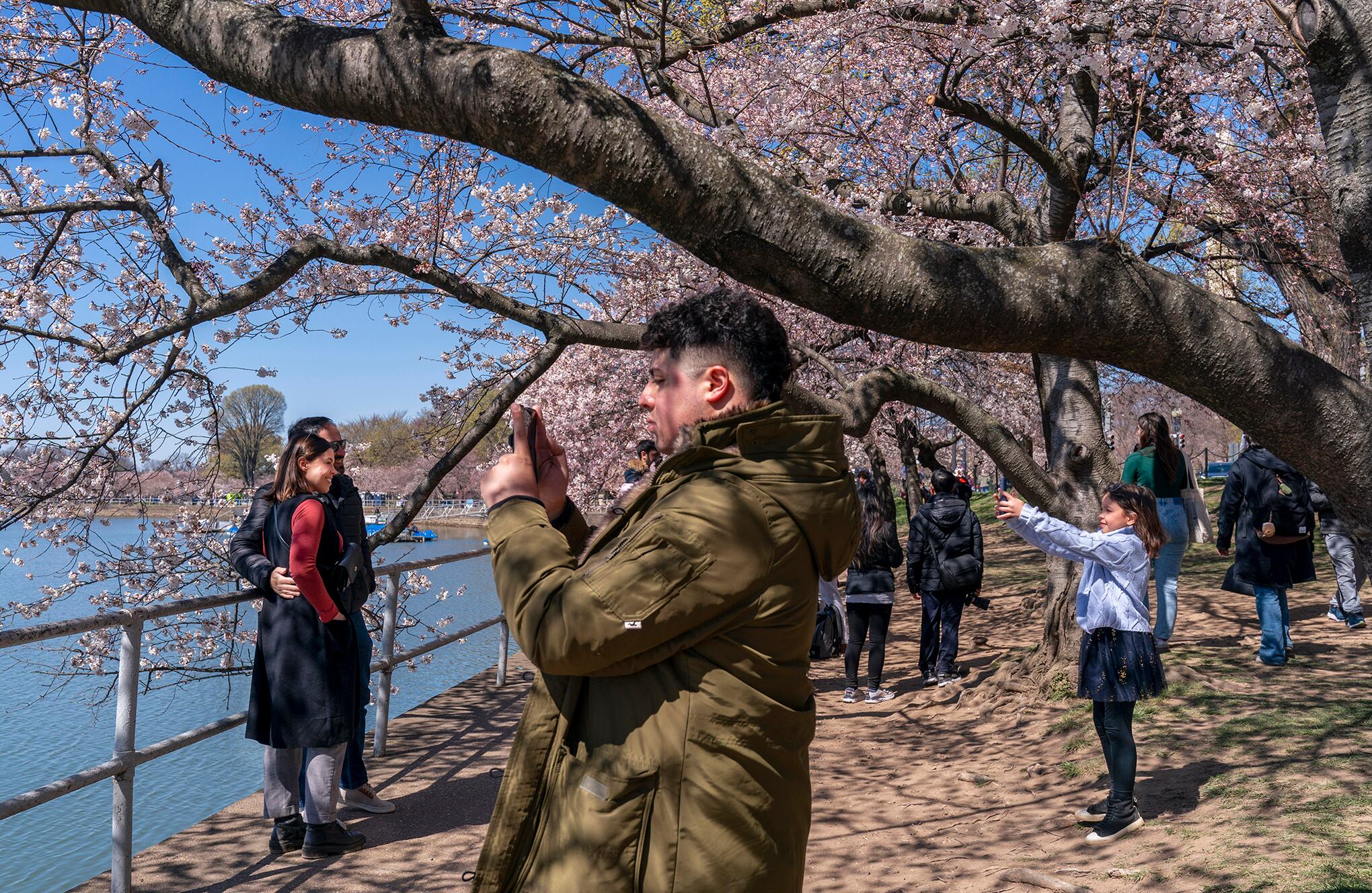 En imágenes : Temporada de flor de cerezo Washington