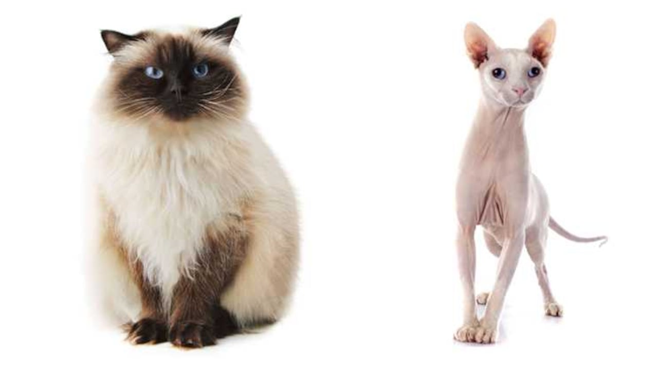 Pertenecen a la misma especie, pero son completamente distintos.