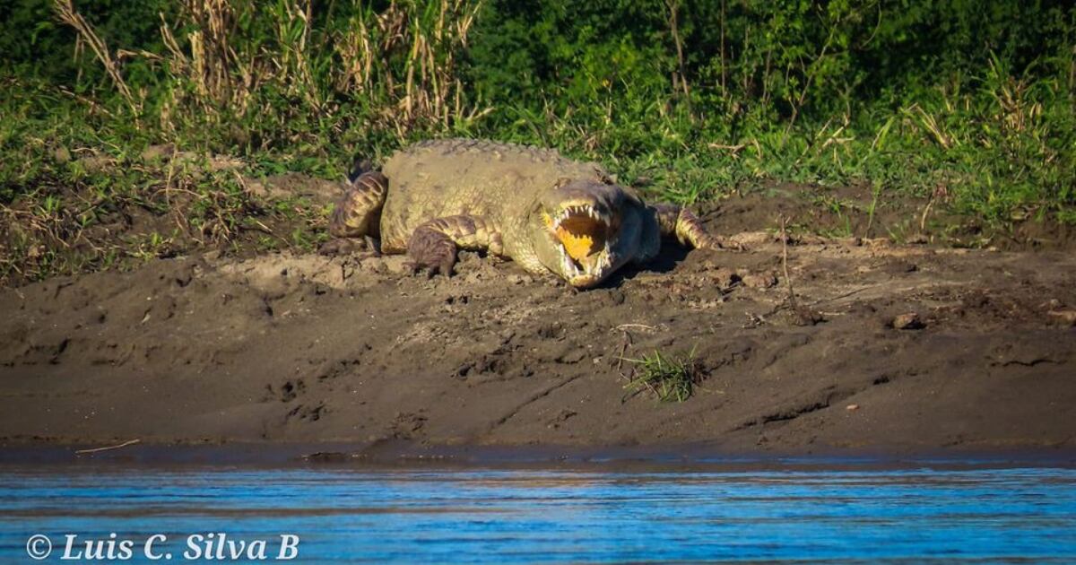 Caimán avistado a orillas del río Magdalena entre Puerto Boyacá y Puerto Triunfo.