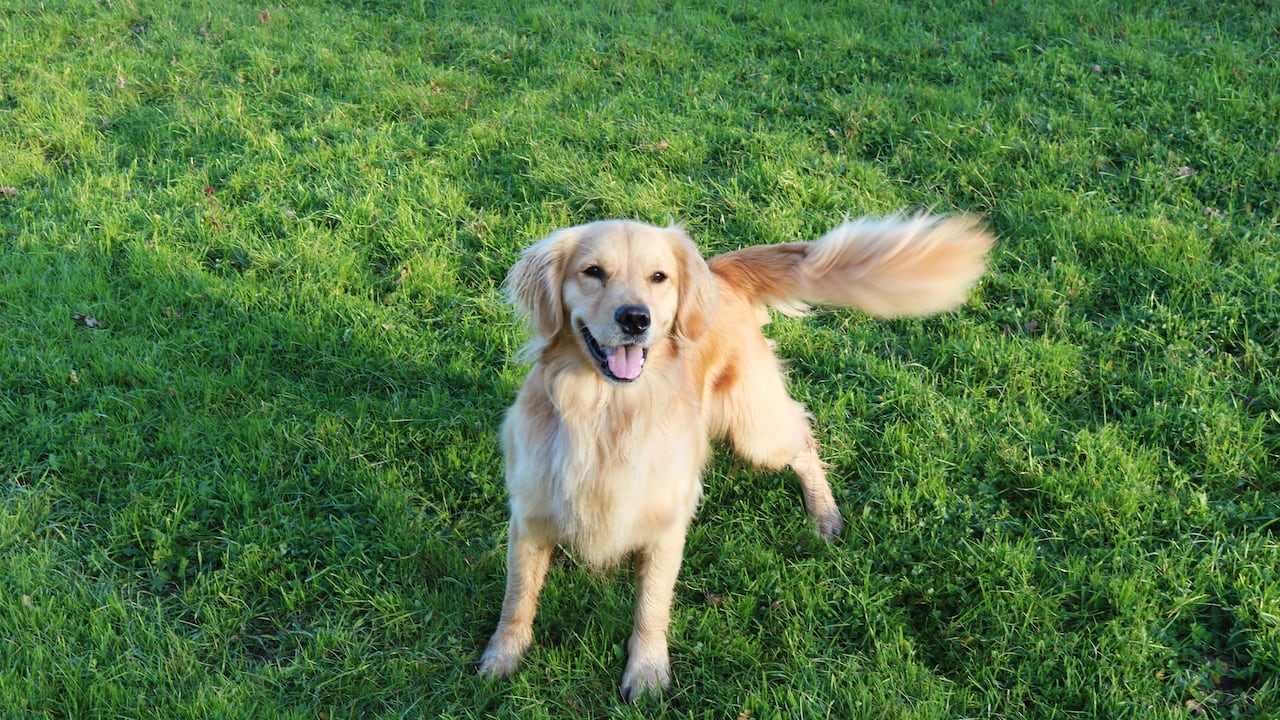 La relación y el vínculo entre el perro y su dueño son fundamentales para una convivencia armoniosa y satisfactoria.