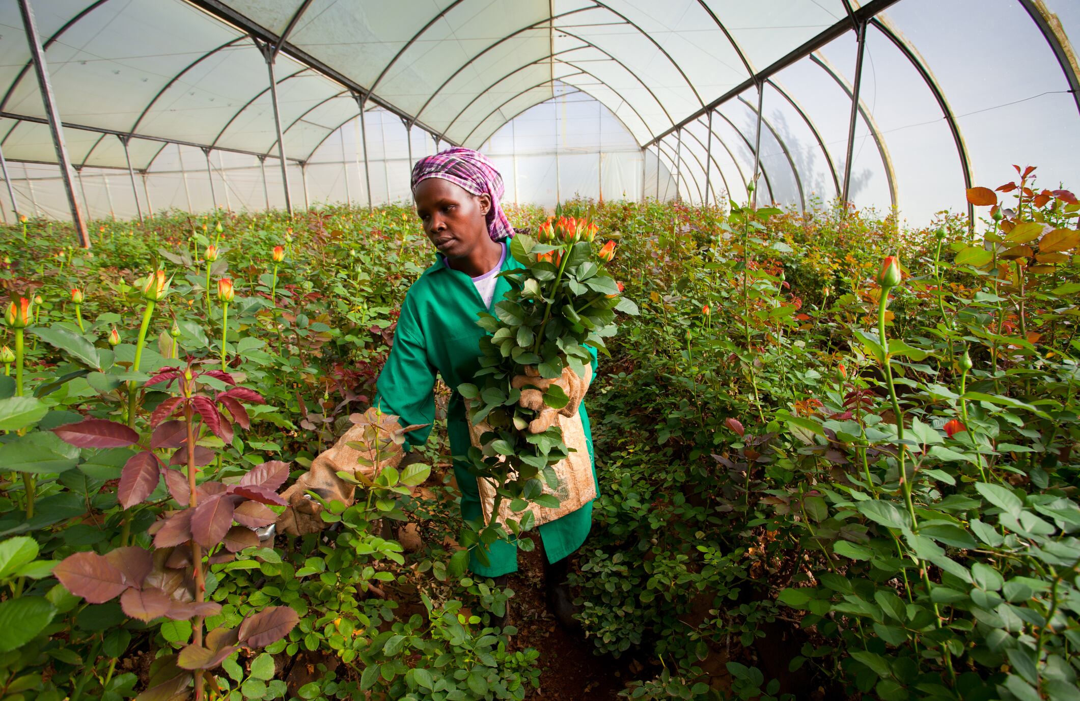 Los rosales en Colombia, mayoritariamente son trabajados por mujeres. El propósito de ProColombia es ayudar a las mujeres víctimas del conflicto o cabeza de familia.