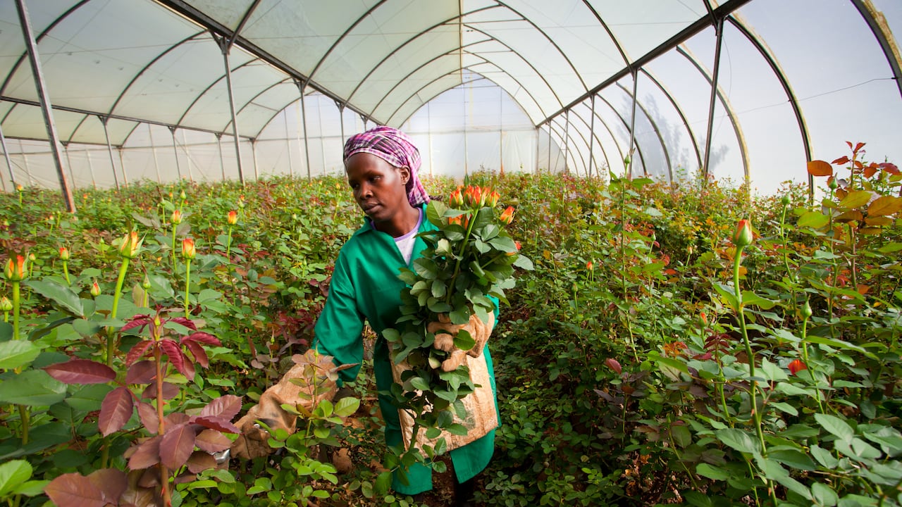 Los rosales en Colombia, mayoritariamente son trabajados por mujeres. El propósito de ProColombia es ayudar a las mujeres víctimas del conflicto o cabeza de familia.