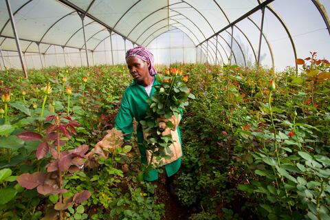 Los rosales en Colombia, mayoritariamente son trabajados por mujeres. El propósito de ProColombia es ayudar a las mujeres víctimas del conflicto o cabeza de familia.